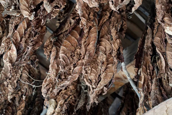 茶色いタバコの葉は納屋の天井から乾燥するためにハングアップします — ストック写真