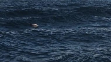 Mavi denizin dışına atlayan çizgili yunus yavaş çekim görüntüsü