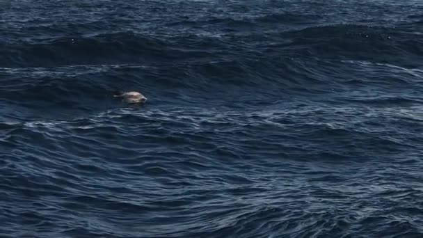 Csíkos Delfin Jumping Kívül Kék Tenger Lassított Felvétel — Stock videók
