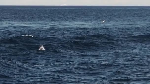 Delfín Rayado Saltando Fuera Del Mar Azul Imágenes Cámara Lenta — Vídeos de Stock