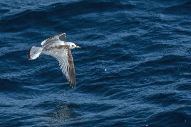 Bir Kittiwake Rissa tridactyla Ligurian Akdeniz 'inde denizin üzerinde uçuyor.