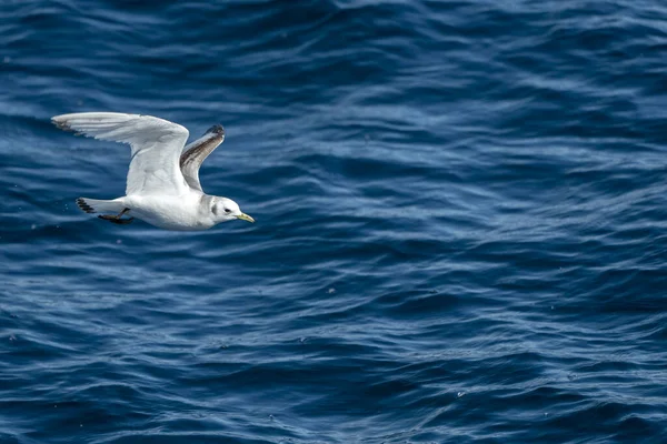 Een Kittiwake Rissa Tridactyla Vliegend Boven Zee Ligurische Middellandse Zee — Stockfoto