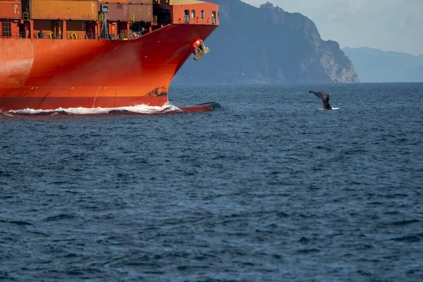 Μια Φάλαινα Φυσητήρας Μπροστά Από Την Πλώρη Του Εμπορευματοκιβωτίου Πλοίο — Φωτογραφία Αρχείου