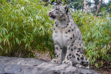 Bir kar leoparı portresi, Panthera uncia yakın plan