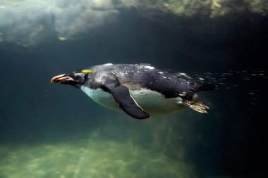 Makarna pengueni su altında yüzüyor Eudyptes Chrylosophus