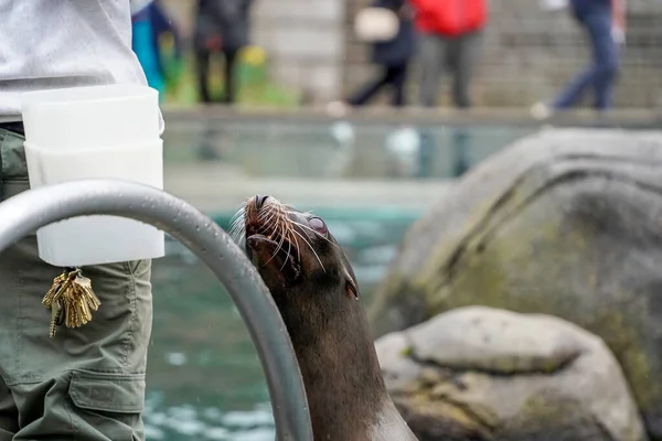 Морской Львенок Зоопарке Центрального Парка Нью Йорка — стоковое фото