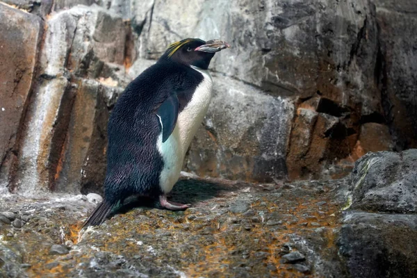 Retrato Pinguim Macarrão Nas Rochas Eudyptes Chrylosophus — Fotografia de Stock