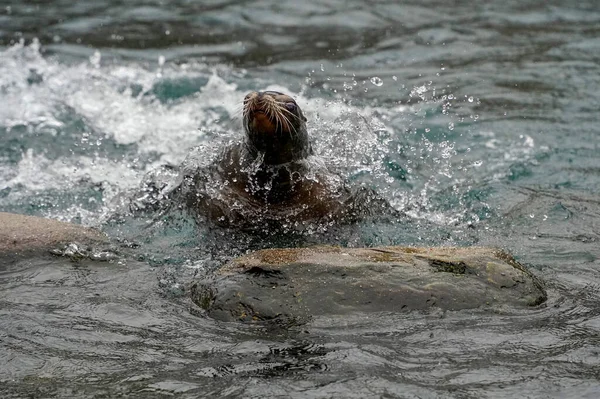 Central Park Hayvanat Bahçesinde Bir Deniz Aslanı New York — Stok fotoğraf