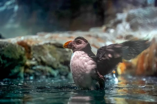 Tufted Puffin Water Close Portret — Stockfoto