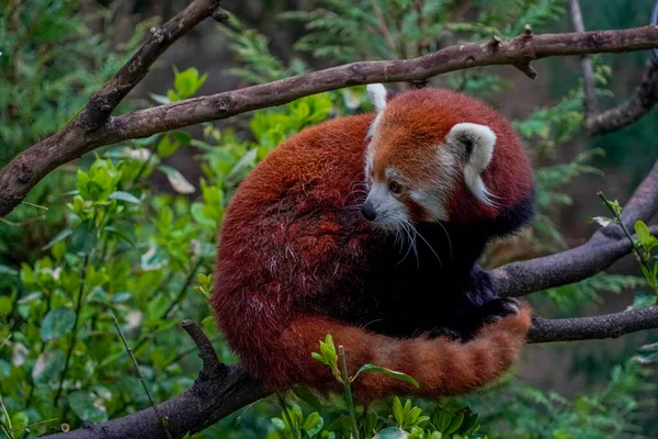 Roter Panda Aus Nächster Nähe — Stockfoto