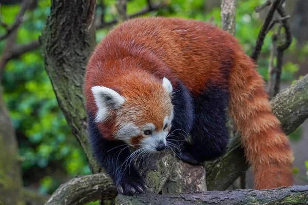 Czerwona Panda Zbliżenie Portret Spójrz Siebie — Zdjęcie stockowe