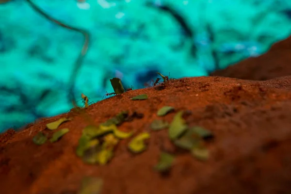 Przecinak Liści Atta Dla Dorosłych Mrówka Rodzaju Atta — Zdjęcie stockowe