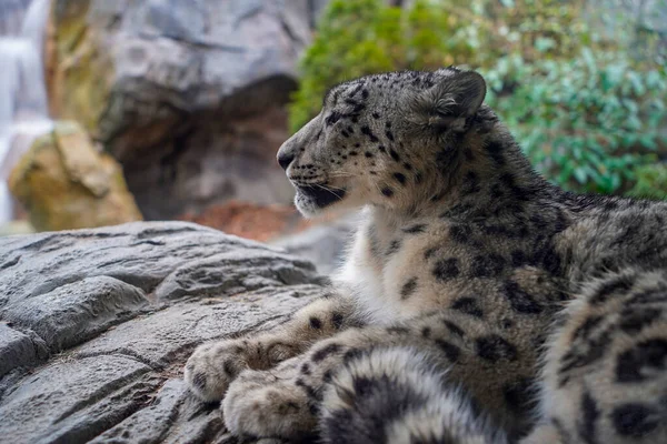 Porträtt Snöleopard Panthera Uncia Närbild Tittar Ett Vattenfall Från Klippa — Stockfoto