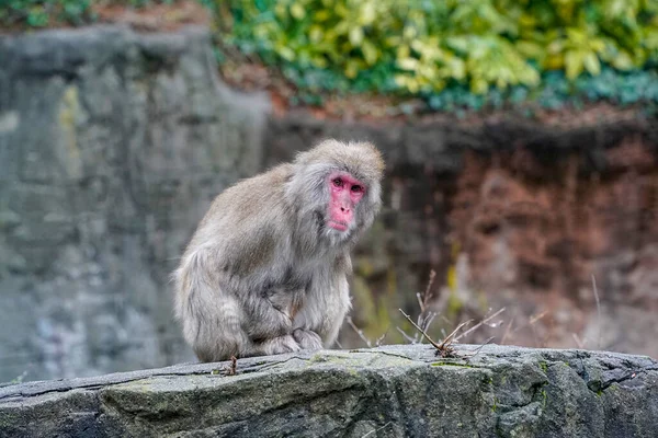 Japansk Makak Macaca Fuscata Även Känd Som Snöapan Central Park — Stockfoto