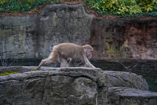 Macaco Japonês Macaca Fuscata Também Conhecido Como Macaco Neve Zoológico — Fotografia de Stock
