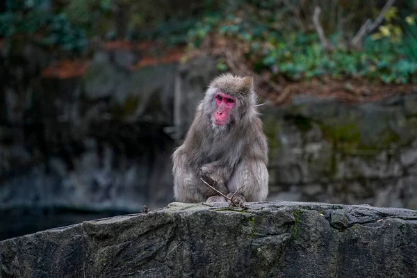 Bir Japon Makakası Macaca Fuscata Central Park Hayvanat Bahçesi Nde — Stok fotoğraf