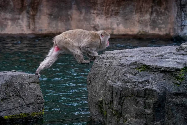 日本猕猴一种日本猕猴 也被称为中央公园动物园的雪猴 — 图库照片