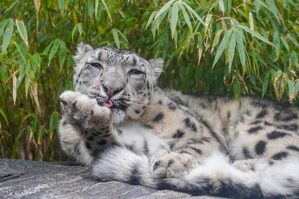 Portrét Sněžného Leoparda Panthera Uncia Zblízka Při Čištění Tlapek — Stock fotografie
