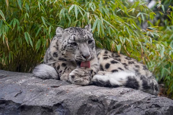 Porträtt Snöleopard Panthera Uncia Närbild Vid Rengöring Tassar — Stockfoto
