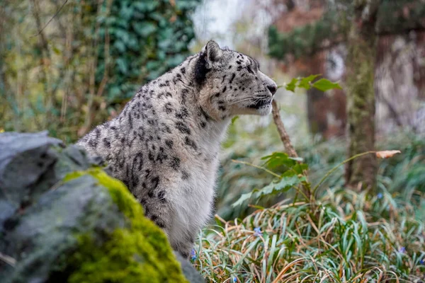 Retrato Leopardo Nieve Panthera Uncia Cerca —  Fotos de Stock