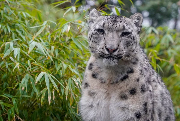 Portrét Sněžného Leoparda Pantera Uncia Zblízka Tebe Dívá — Stock fotografie