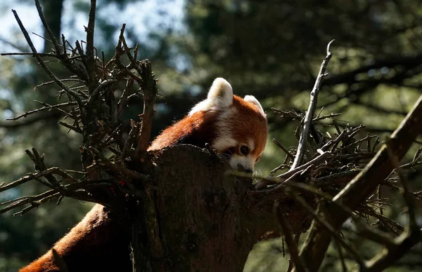 Czerwona Panda Zbliżenie Portret Spójrz Siebie — Zdjęcie stockowe