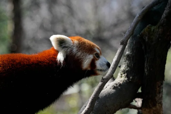 Rode Panda Close Portret Kijk Naar — Stockfoto