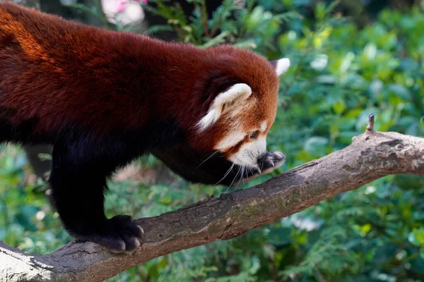 Röd Panda Närbild Porträtt Titta Dig — Stockfoto