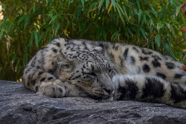Porträtt Snöleopard Panthera Uncia Närbild När Sover Klippa — Stockfoto