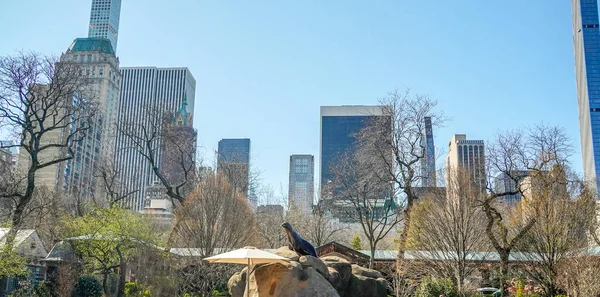 Ett Sjölejon Central Park Zoo New York — Stockfoto