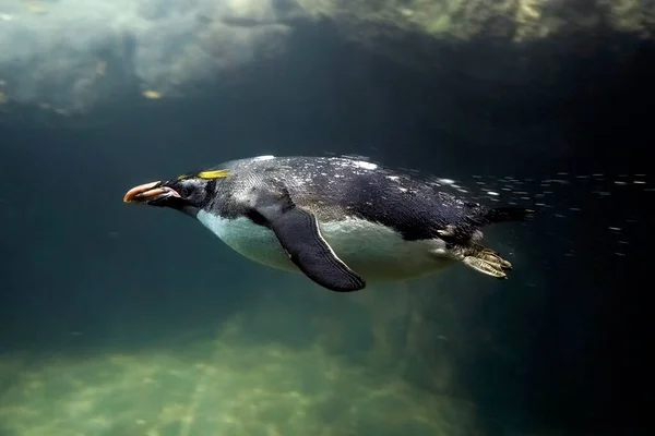 マカロニペンギン水泳水中肖像画ユーディプス クロソフォス — ストック写真