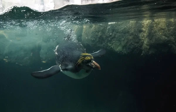 Πιγκουίνος Μακαρόνι Κολυμπά Κάτω Από Νερό Πορτραίτο Eudyptes Chrysophus — Φωτογραφία Αρχείου
