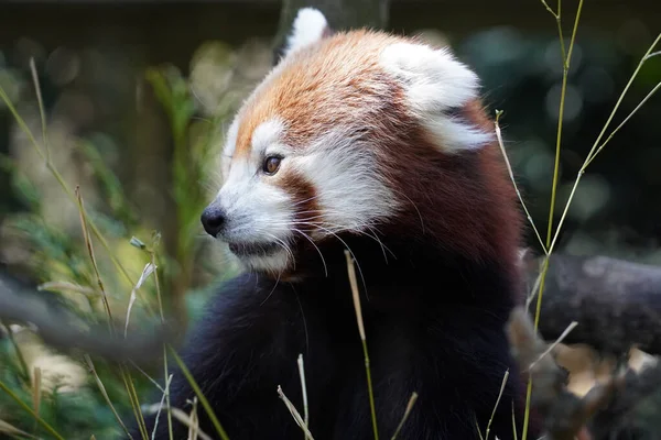 Rode Panda Close Portret Kijk Naar — Stockfoto