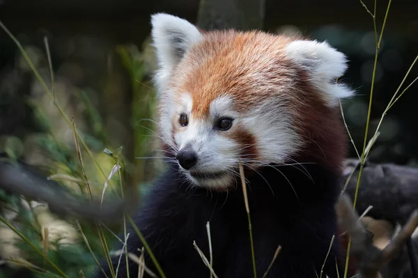 Piros Panda Közeli Portré Nézz Magadra — Stock Fotó