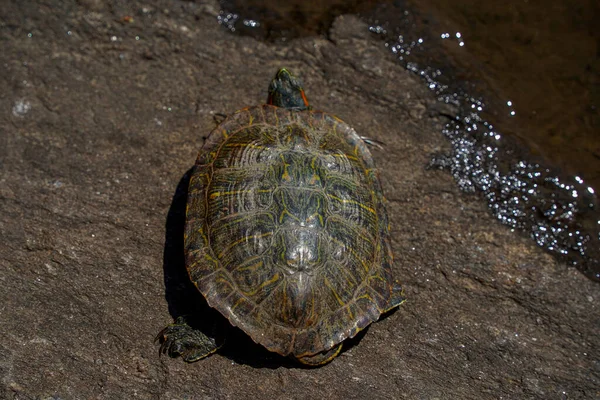 Черепаха Живущая Пруду Центральном Парке Нью Йорке Сша — стоковое фото