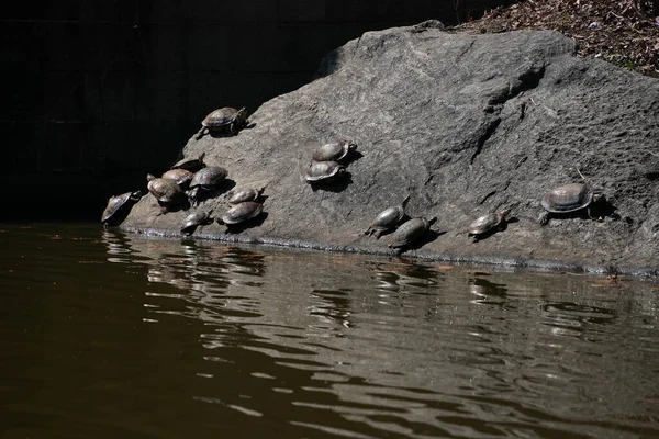 Χελώνες Που Ζουν Μια Λίμνη Στο Central Park Στην Πόλη — Φωτογραφία Αρχείου