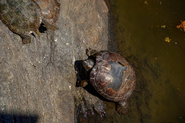 Tortugas Que Viven Estanque Central Park Nueva York Estados Unidos —  Fotos de Stock