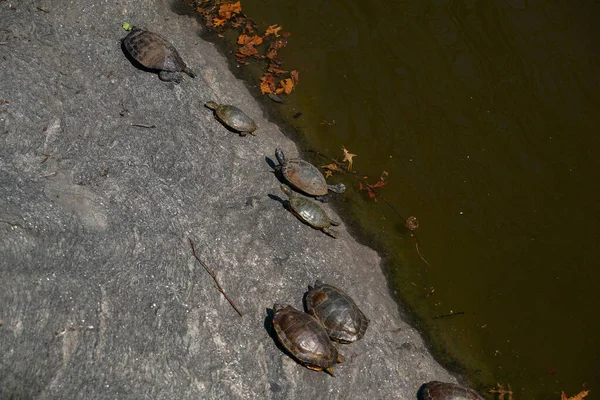 Tartarugas Que Vivem Uma Lagoa Central Park Nova York Eua — Fotografia de Stock