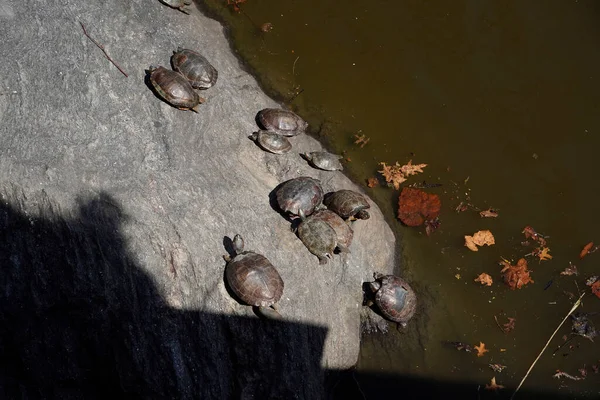 Tortugas Que Viven Estanque Central Park Nueva York Estados Unidos —  Fotos de Stock