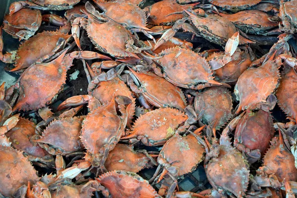 Färsk Levande Krabba Skaldjursmarknad Washington Detalj — Stockfoto