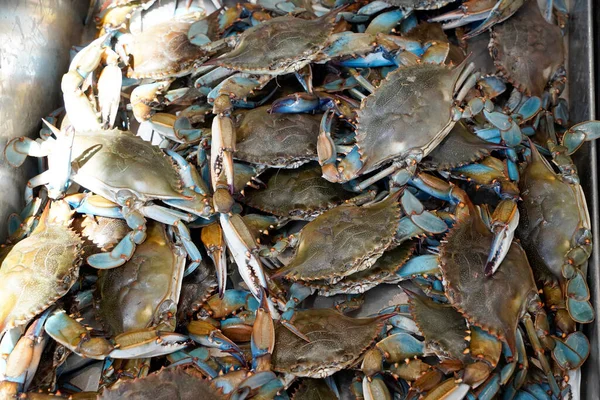 Frische Lebende Krabben Auf Einem Fischmarkt Washington lizenzfreie Stockbilder
