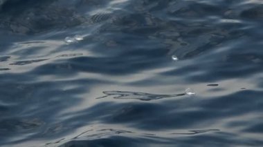 Velella Velella hidrozoa deniz anası Akdeniz yavaş çekim görüntülerinde yüzer.