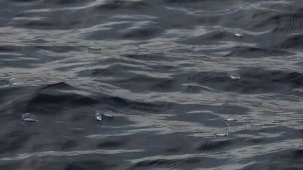 Velella Velella Hydrozoa Medúza Plovoucí Hladině Moře Středozemním Zpomaleném Záběru — Stock video