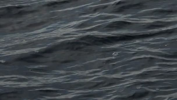 Velella Velella Hydrozoa Meduzy Pływające Powierzchni Morza Śródziemnomorskim Zwolnionym Filmie — Wideo stockowe