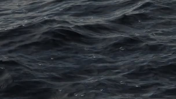 Velella Velella Hidrozoa Deniz Anası Akdeniz Yavaş Çekim Görüntülerinde Yüzer — Stok video