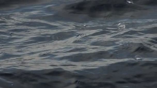 Velella Velella Hydrozoa Medúza Lebeg Tenger Felszínén Mediterrán Lassított Felvételeken — Stock videók