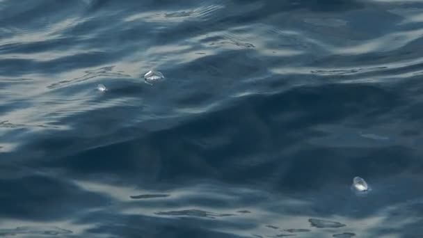 Velella Velella Hydrozoa Medúza Plovoucí Hladině Moře Středozemním Zpomaleném Záběru — Stock video