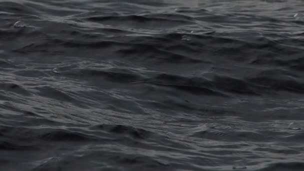 Velella Velella Hydrozoa Manet Flyter Havsytan Medelhavet Slow Motion Film — Stockvideo
