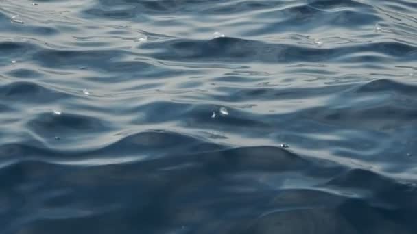 Velella Velella Hydrozoa Medusas Flotando Superficie Del Mar Imágenes Mediterráneas — Vídeos de Stock