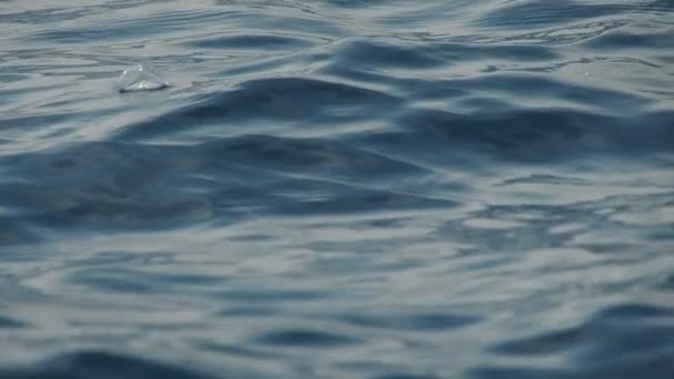 Velella Velella Hydrozoa Méduses Flottant Surface Mer Dans Les Séquences — Video